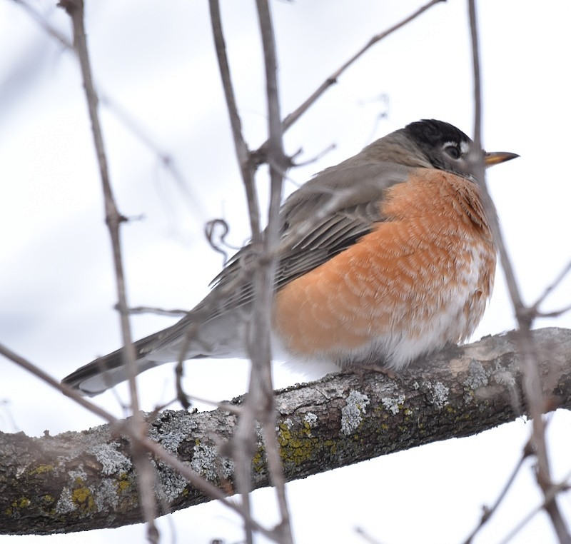 American Robin - ML646650121