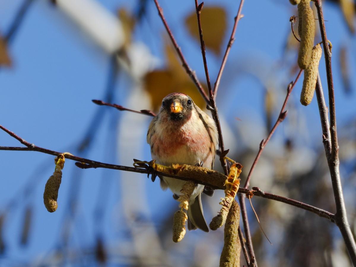 Redpoll - ML646650122