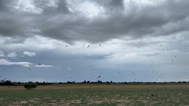 Бджолоїдка кармінова - ML646650125