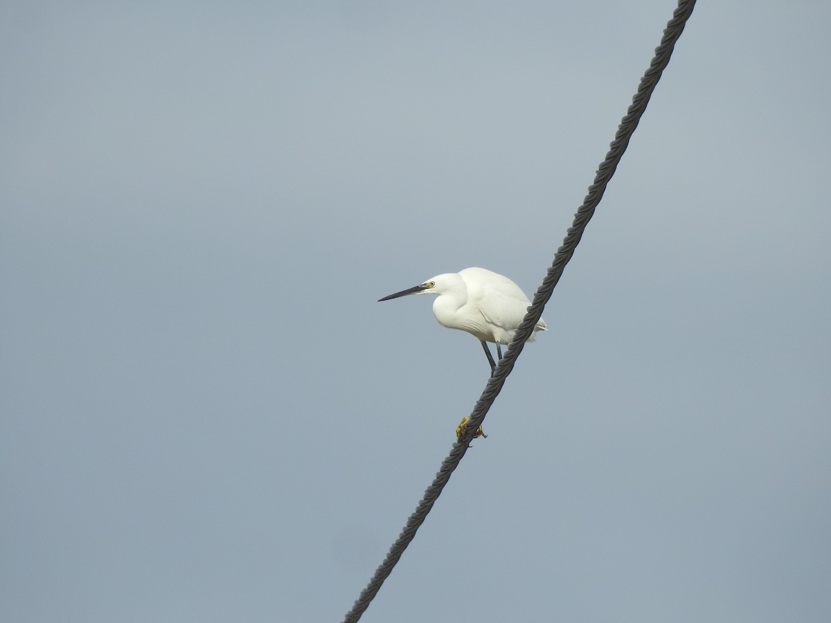 Garceta Común - ML646650126