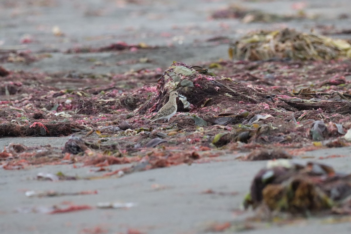 Baird's Sandpiper - ML646650128