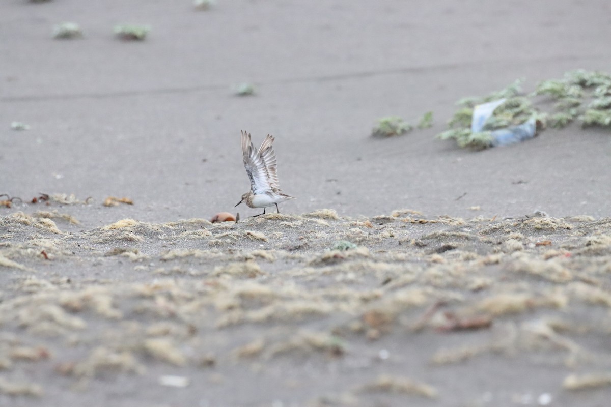 Baird's Sandpiper - ML646650129