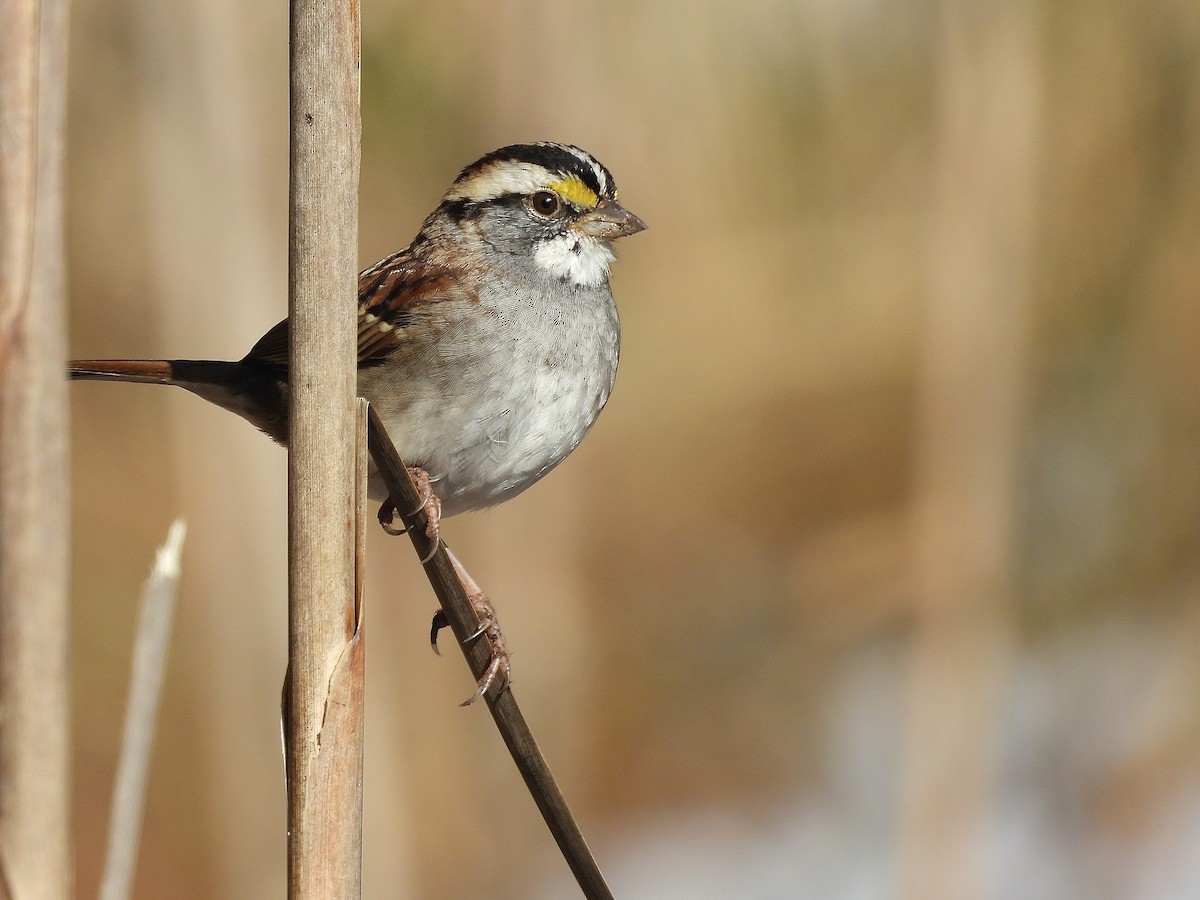 Chingolo Gorjiblanco - ML646650131