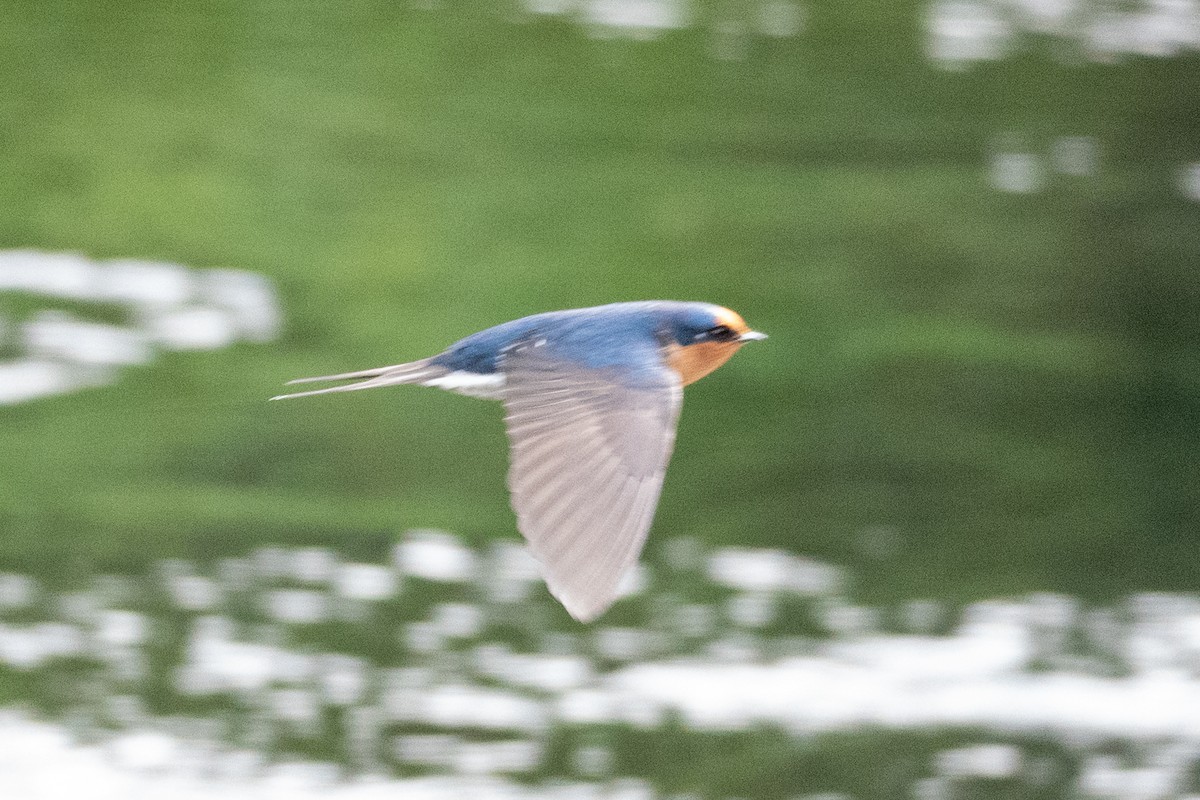 Welcome Swallow - ML646650132