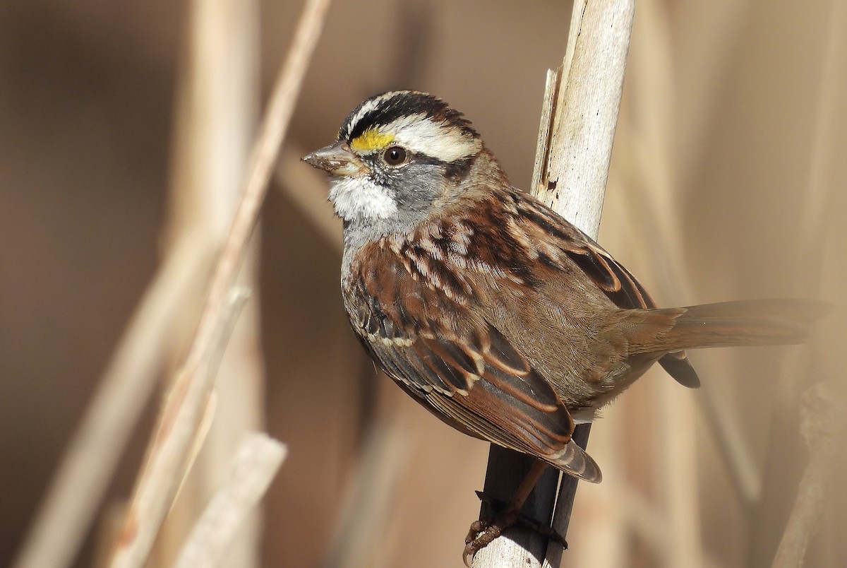 Chingolo Gorjiblanco - ML646650135