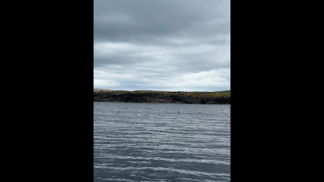 papuchalk severní - ML646650136