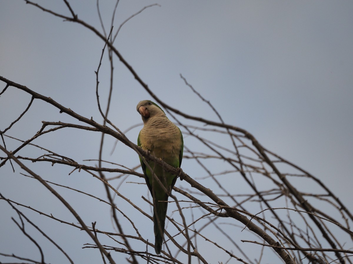 Papagai bulargrisa - ML646650137