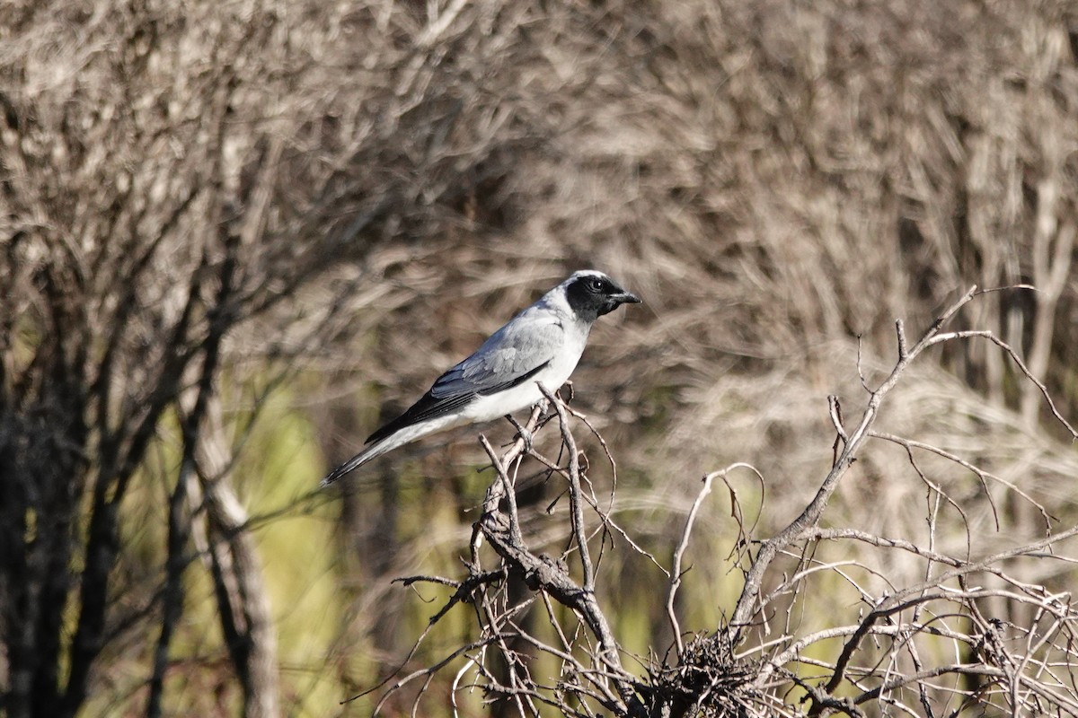 Black-faced Cuckooshrike - ML646650139
