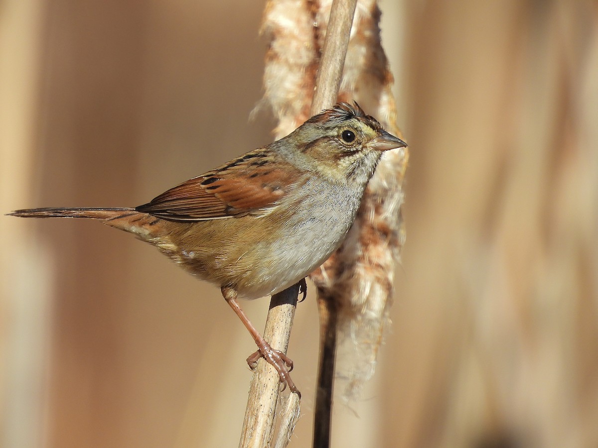 Chingolo Pantanero - ML646650140