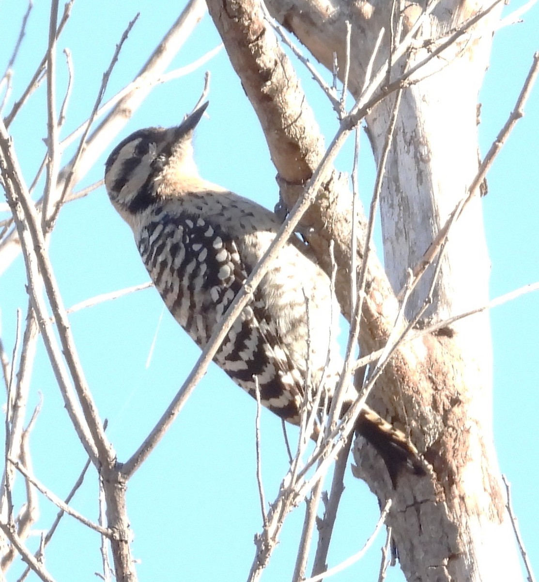 Ladder-backed Woodpecker - ML646650142