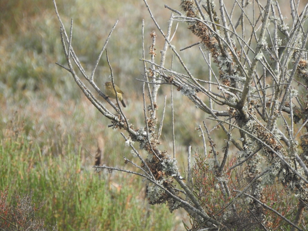 Mosquitero Común - ML646650143