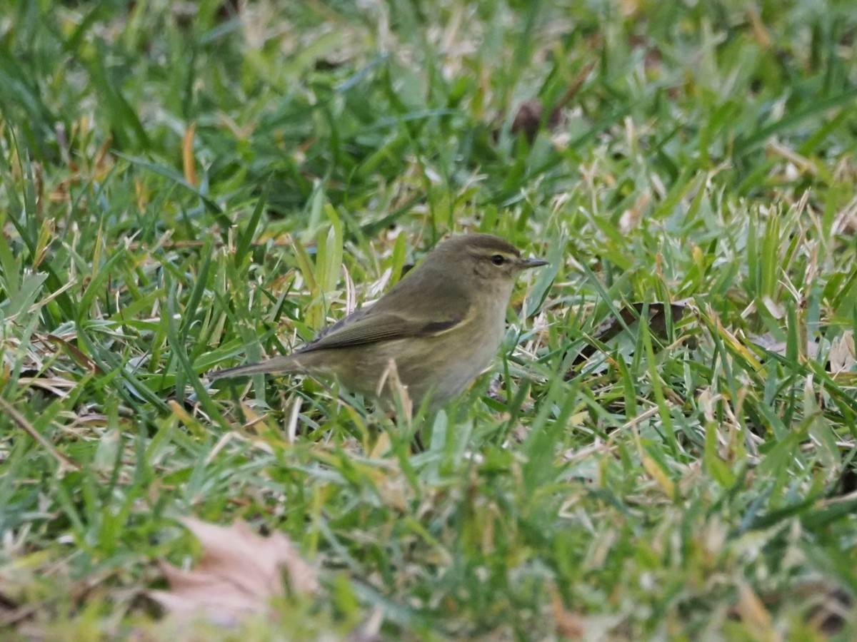 Common Chiffchaff - ML646650146