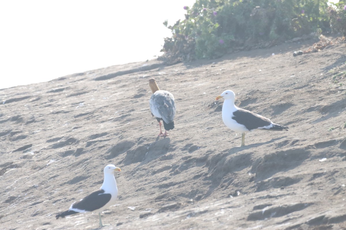 Kelp Gull - ML646650147