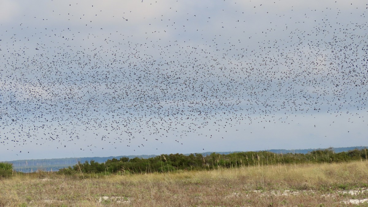 Tree Swallow - ML646650148