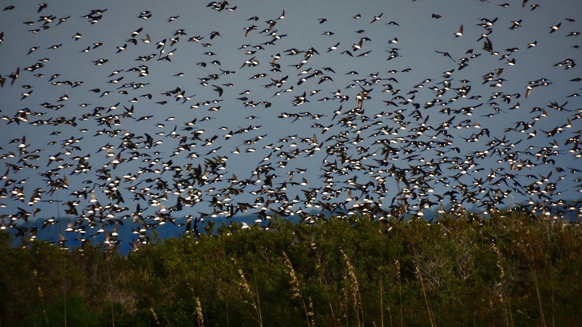 Tree Swallow - ML646650149
