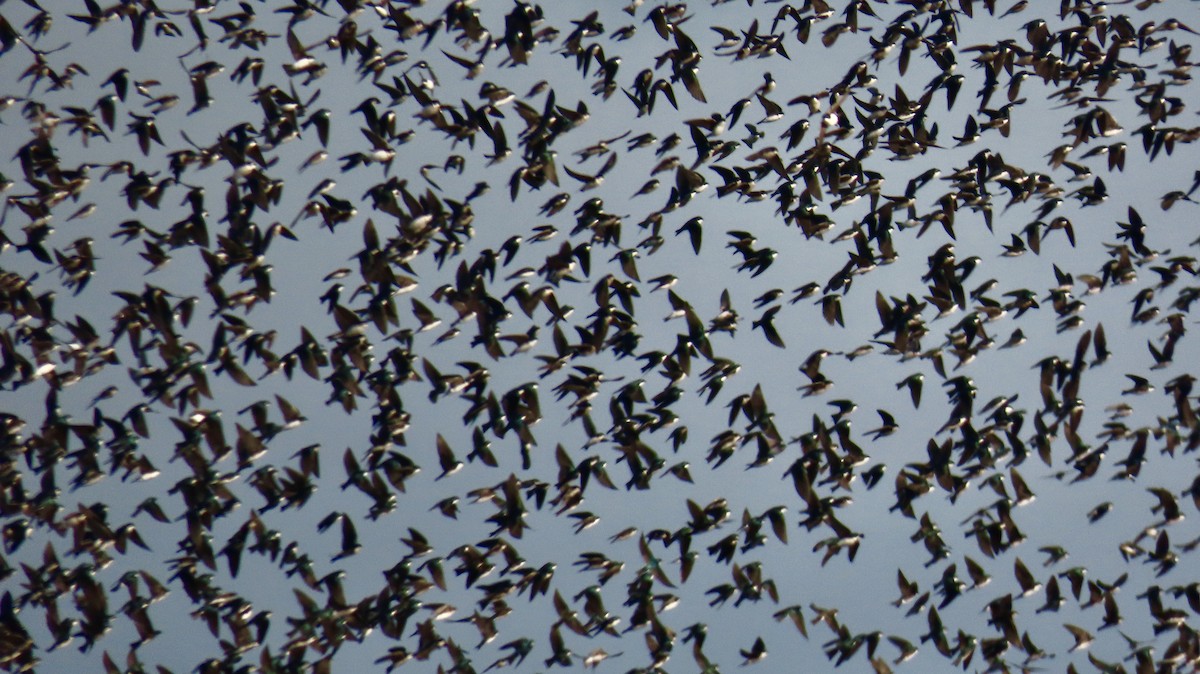 Tree Swallow - ML646650150