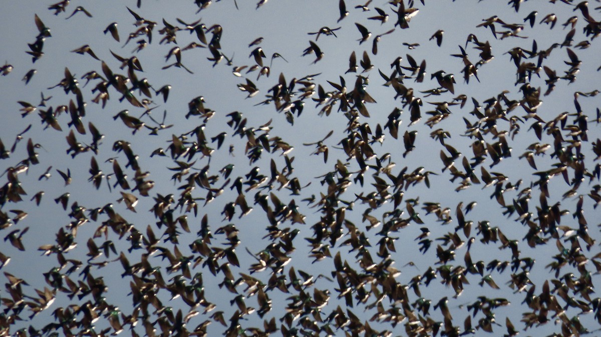 Tree Swallow - ML646650151