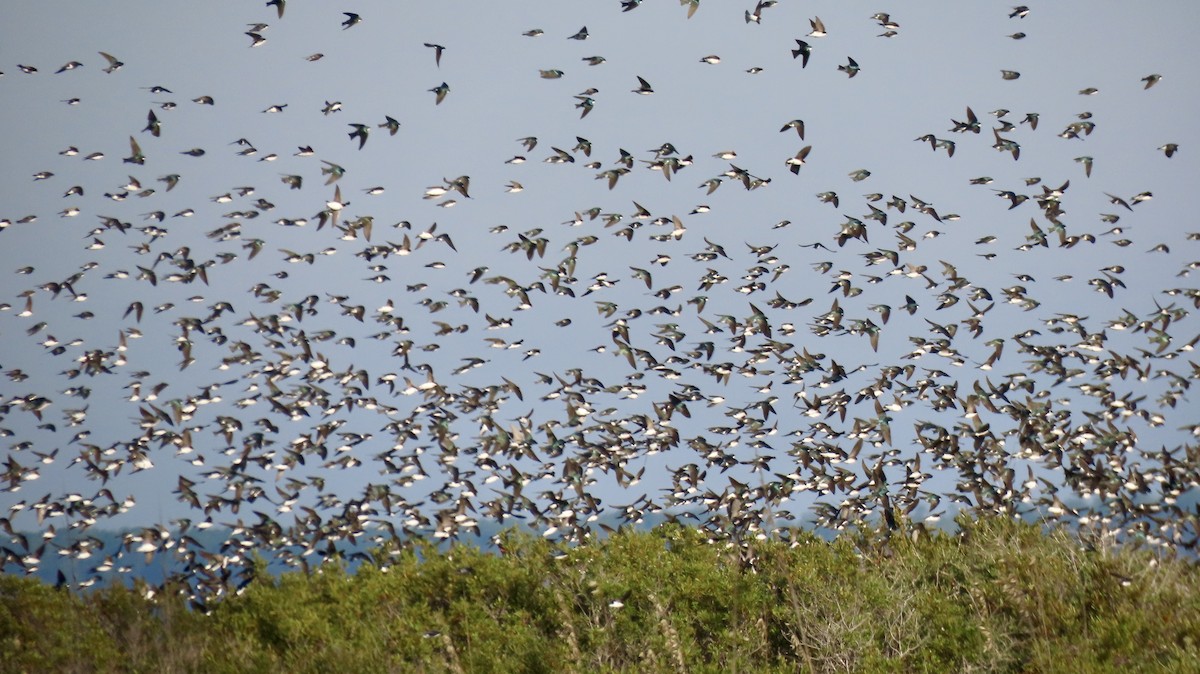 Tree Swallow - ML646650152
