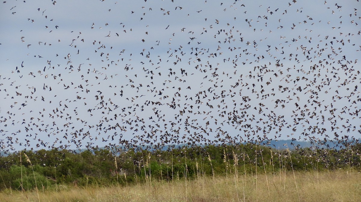 Tree Swallow - ML646650153