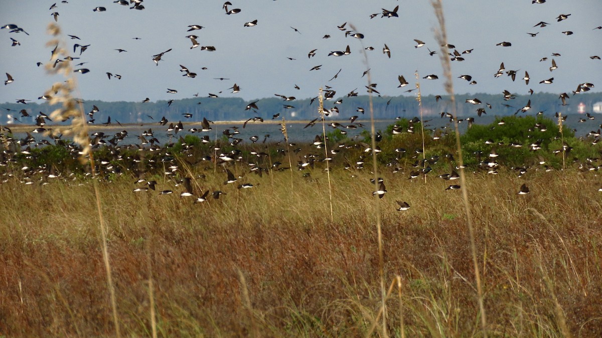Tree Swallow - ML646650154