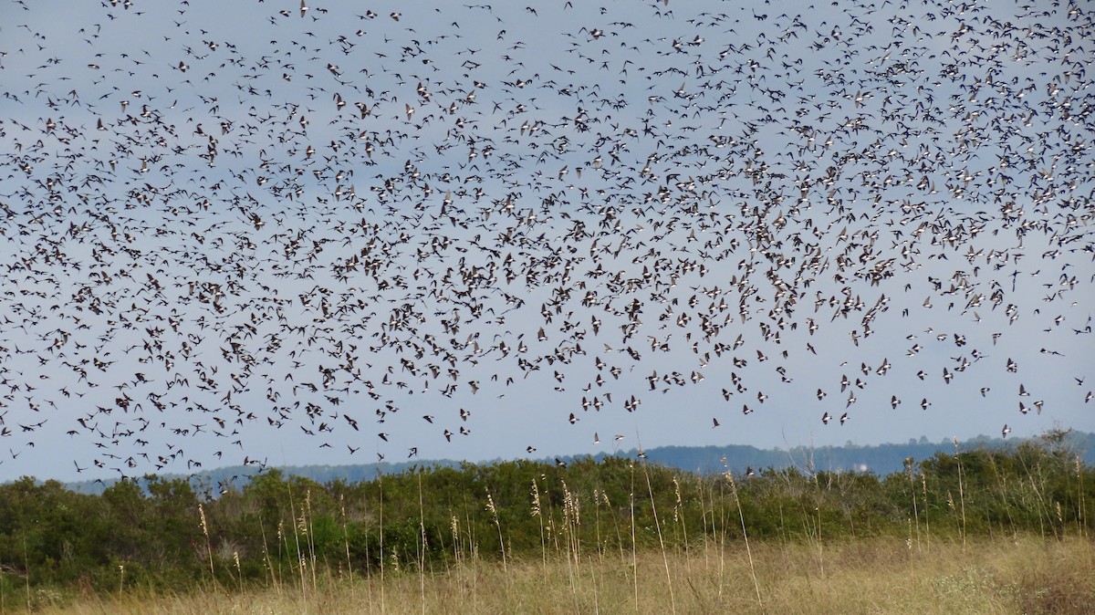 Tree Swallow - ML646650155