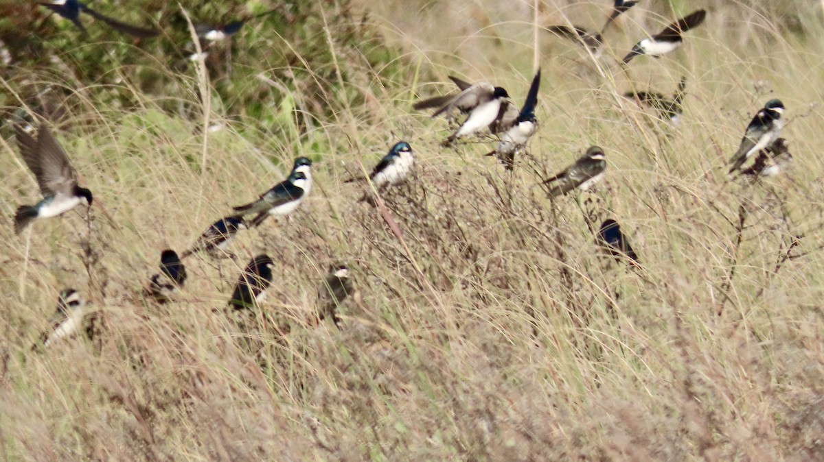 Tree Swallow - ML646650156