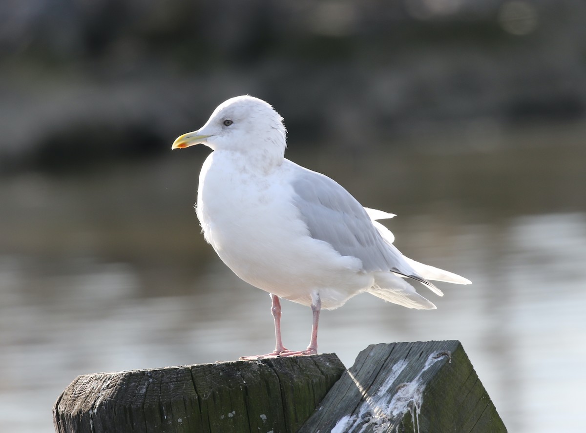 Grönland Martısı - ML646650160