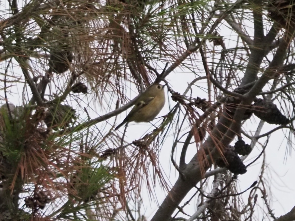 Goldcrest - ML646650162