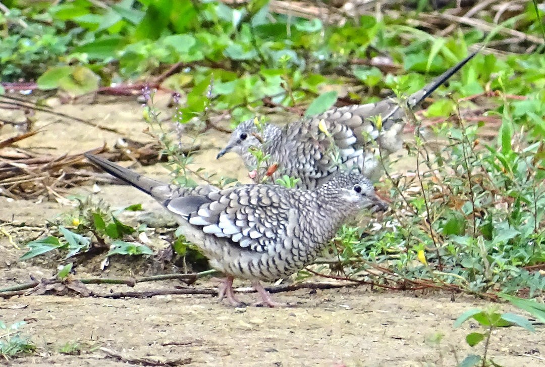 Scaled Dove - ML646650164