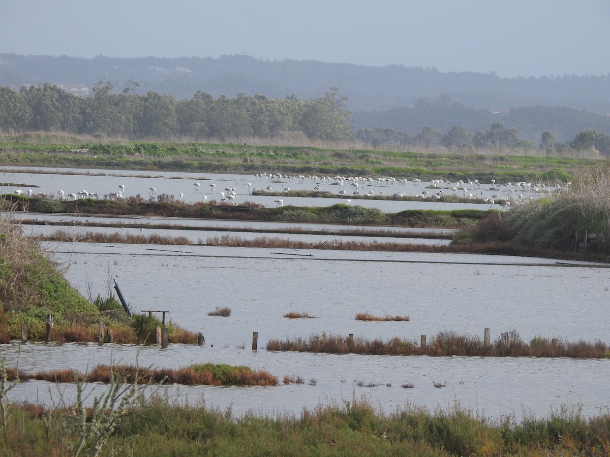 Flamenco Común - ML646650167