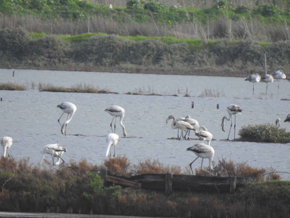 Flamenco Común - ML646650168