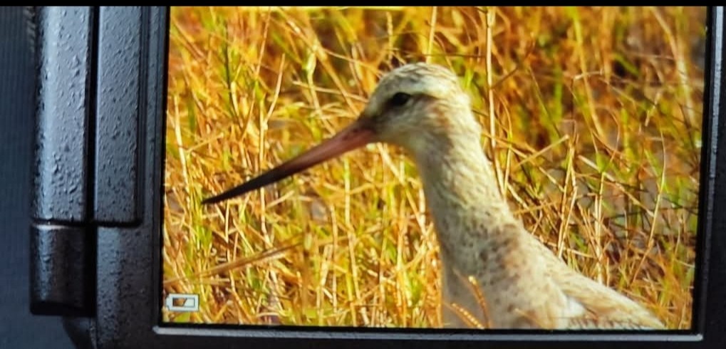 Bar-tailed Godwit - ML646650169