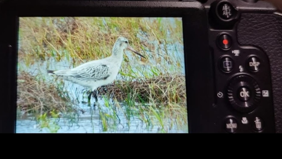 Bar-tailed Godwit - ML646650173