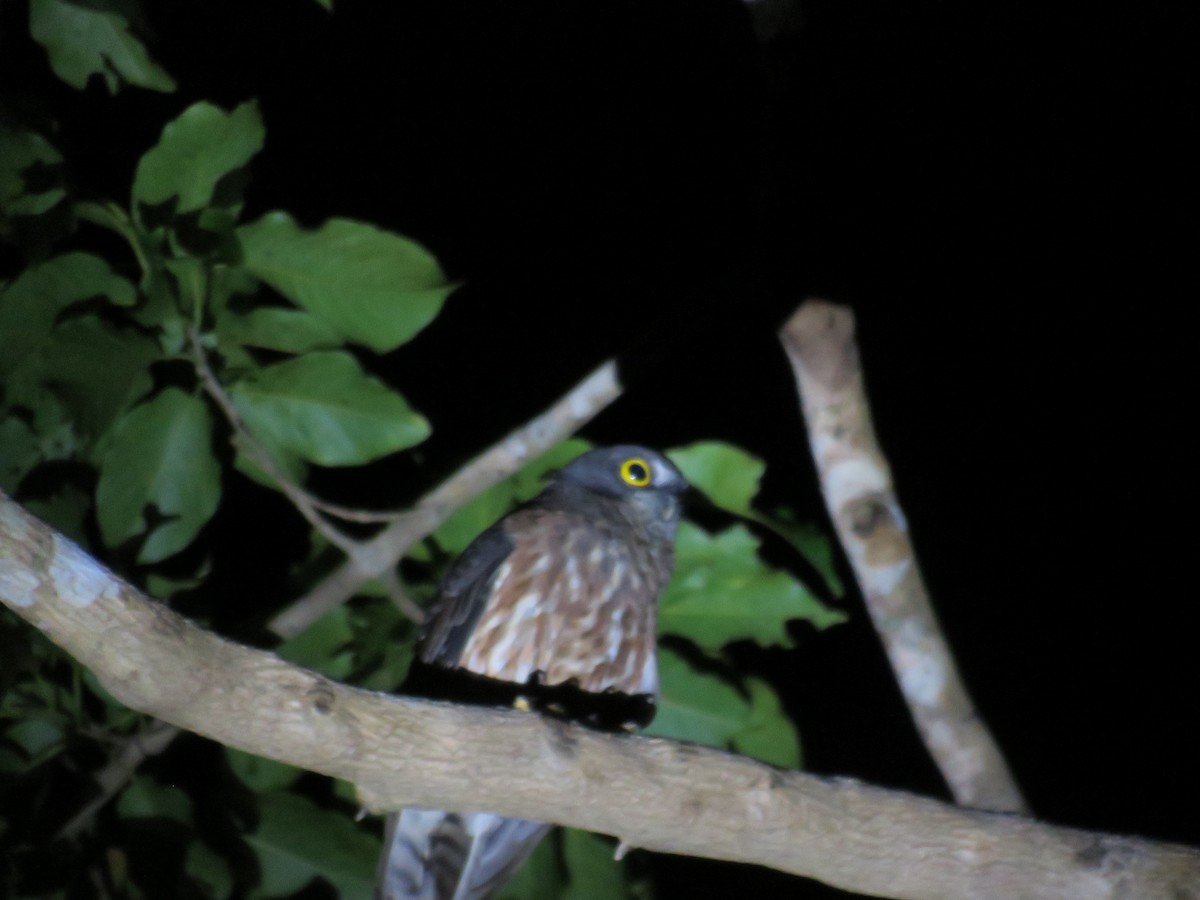 Andaman Bubuğu - ML646650174