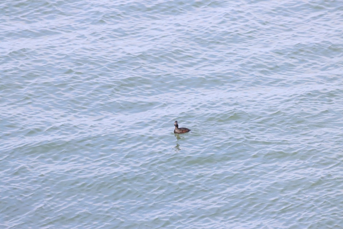 White-tufted Grebe - ML646650176