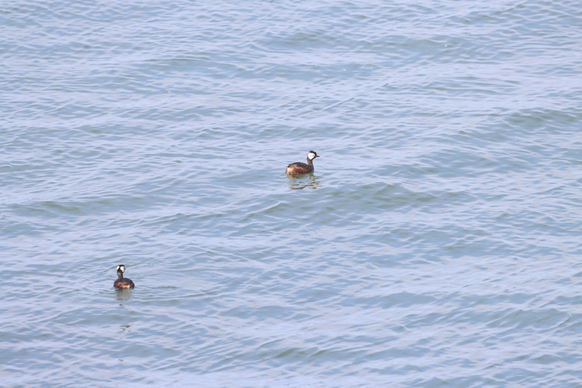 White-tufted Grebe - ML646650177