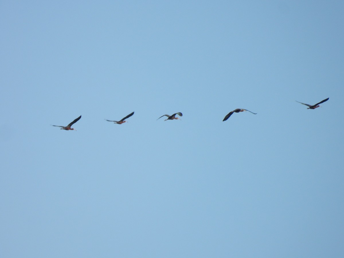 Brillensichler - ML646650178