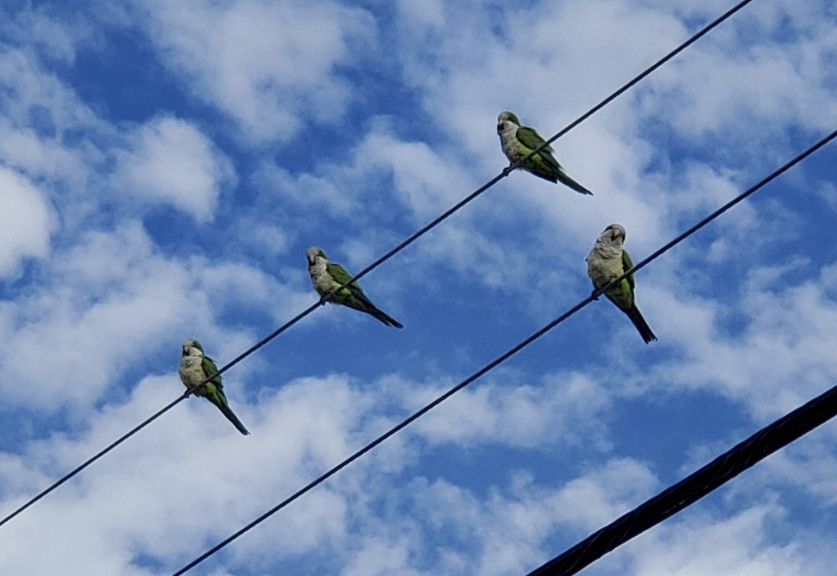 Papagai bulargrisa - ML646650179