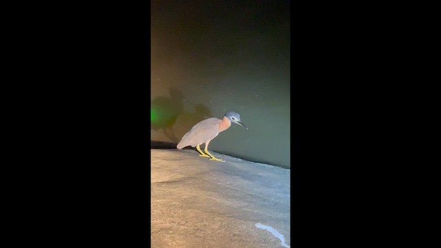 Квак білобокий - ML646650181