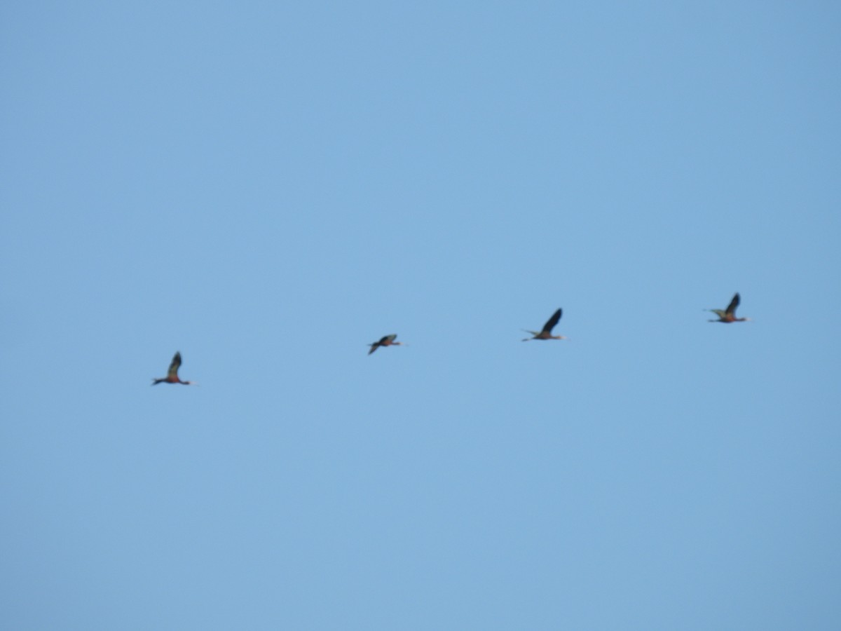 Brillensichler - ML646650183