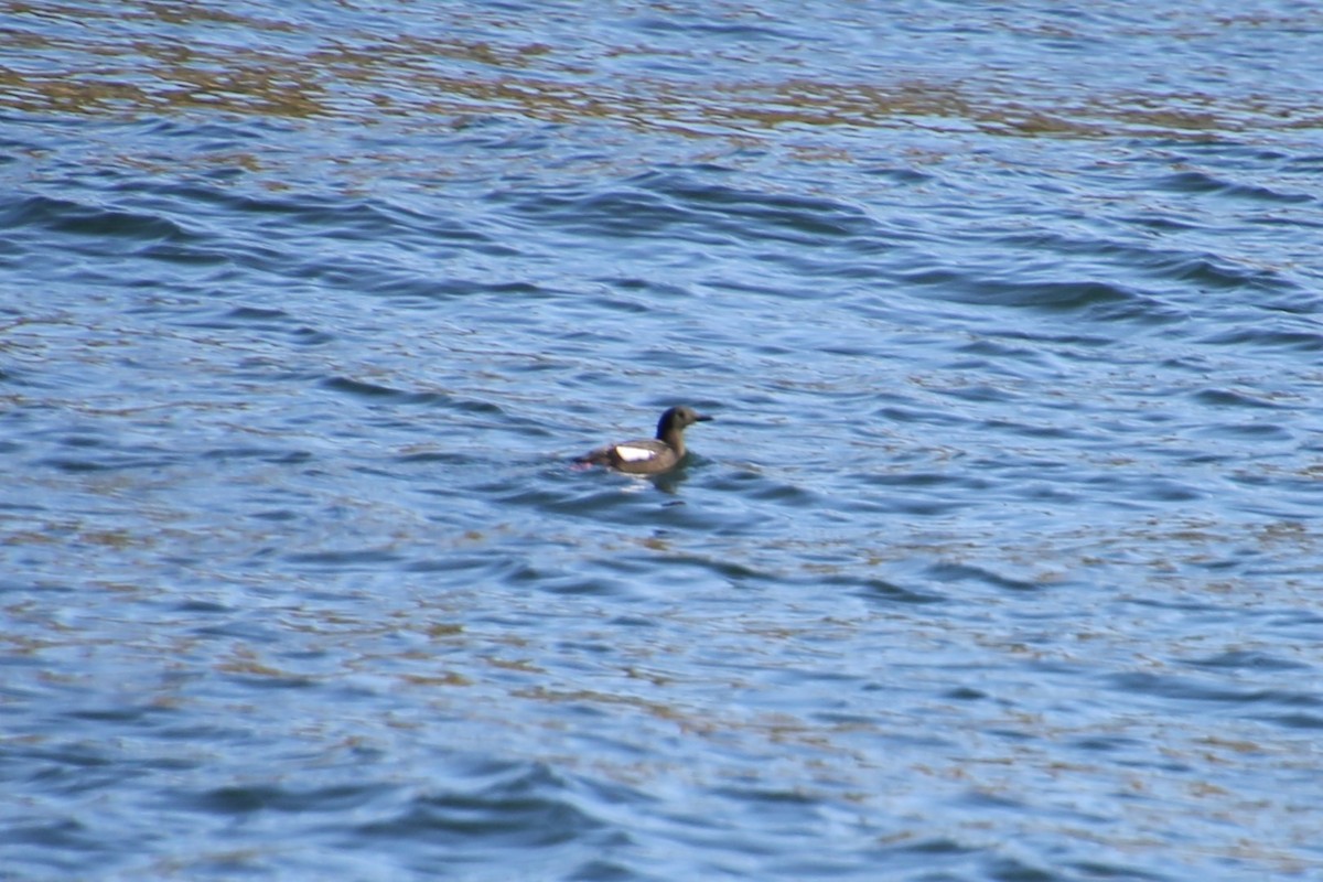 Black Guillemot - ML646650184
