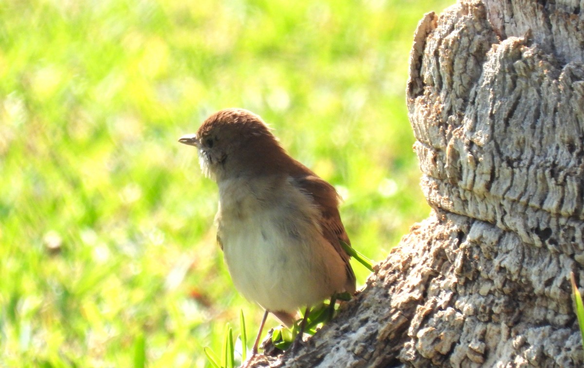 Ruiseñor Común - ML646650190