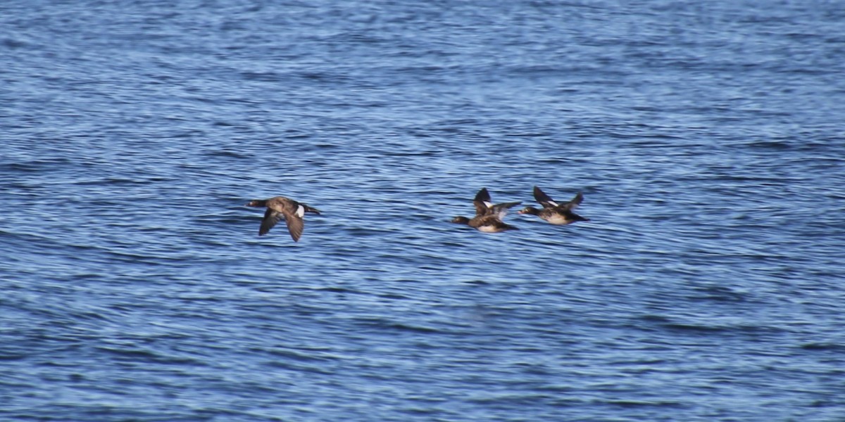 White-winged Scoter - ML646650191