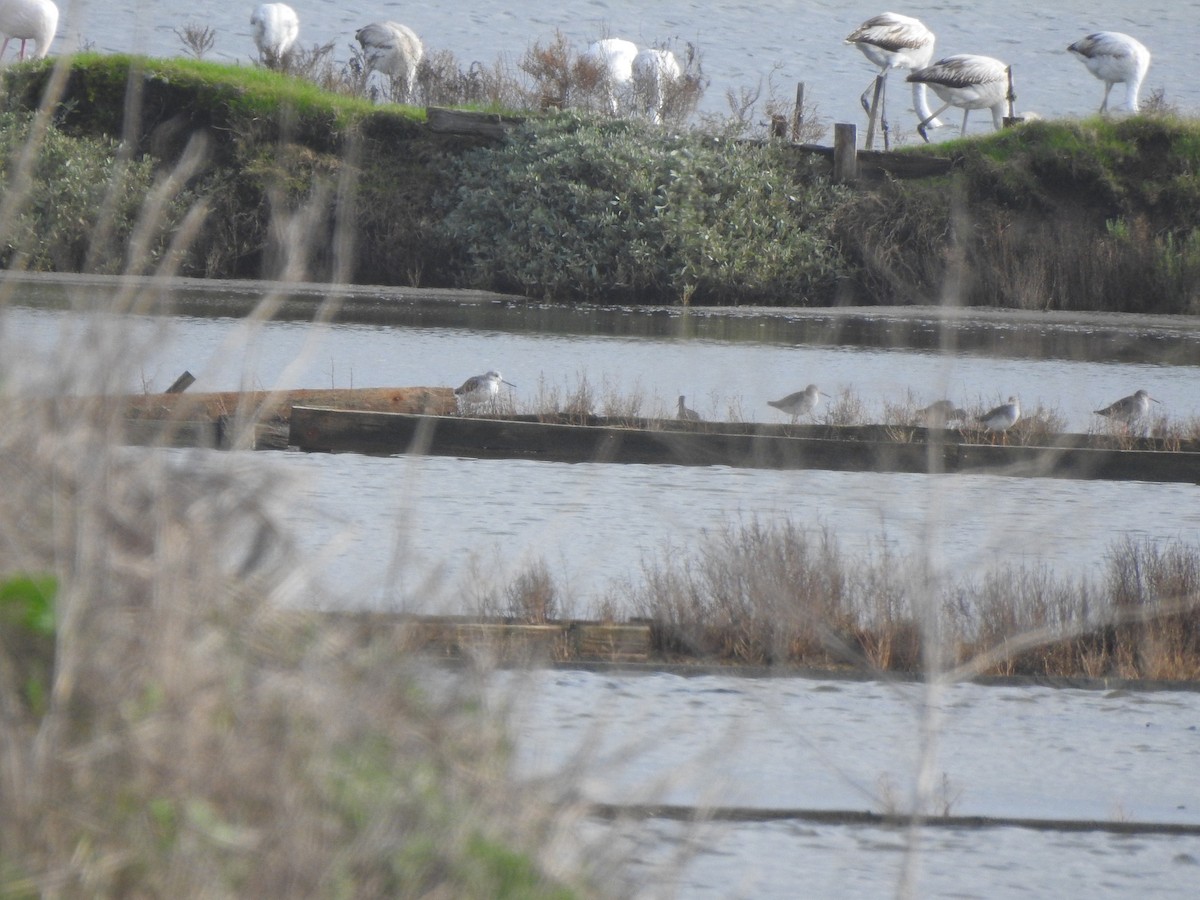 Archibebe Claro - ML646650192