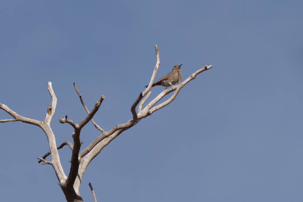 Carpintero Escapulario - ML646650193