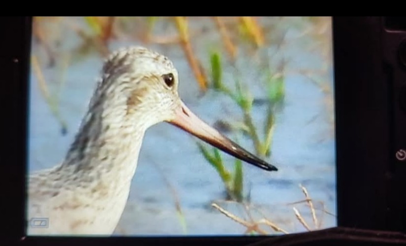 Aguja Colipinta - ML646650194