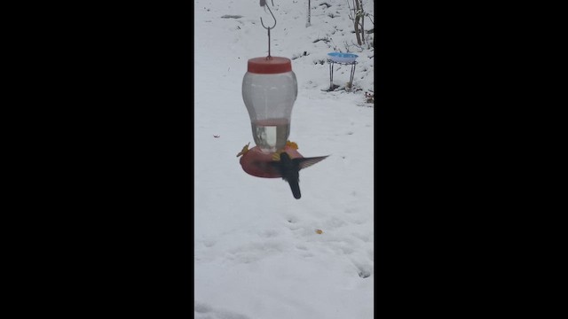 Mexican Violetear - ML646650195