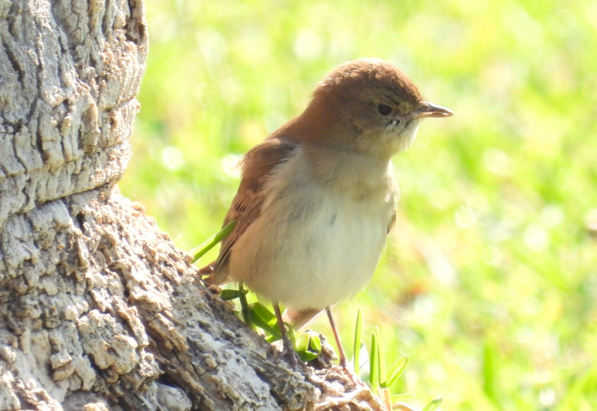 Ruiseñor Común - ML646650196