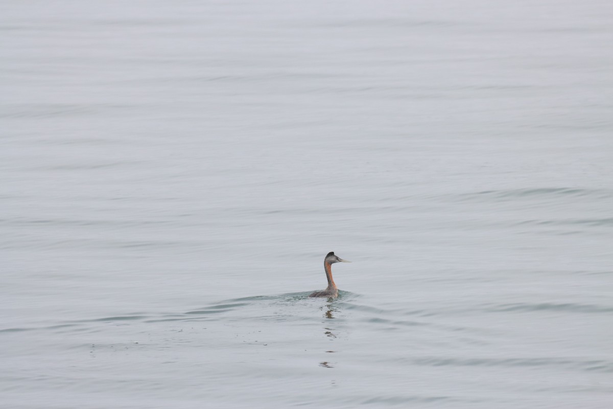 Somormujo Macachón - ML646650197