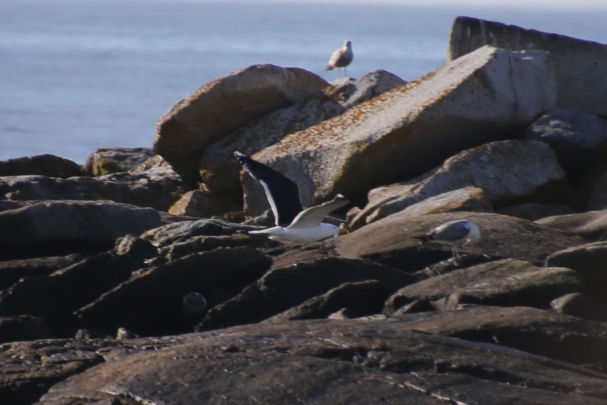 Mugnaiaccio - ML646650199